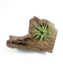Natural Driftwood Tillandsia Air Plant Flower Planter with Hole