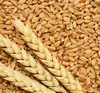 Sortex / machine clean Milling wheat