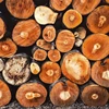 Black Walnut, Hard Maple, Red Oak logs, 2 SC