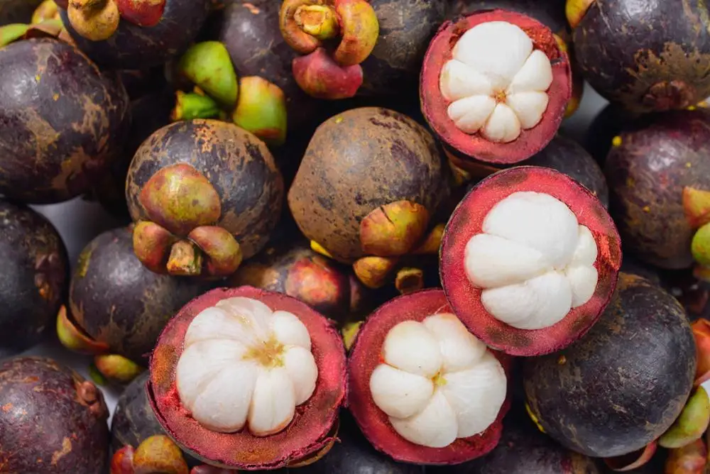 
VIETNAM FRESH MANGOSTEEN WHOLESALE 