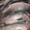 Fresh and Frozen Atlantic Salmon Fish
