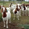 100% Full Blood Boer Goats,Live Sheep, Cattle, Lambs For sale