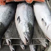 Frozen salmon Fish/Head/Fillet For Sale