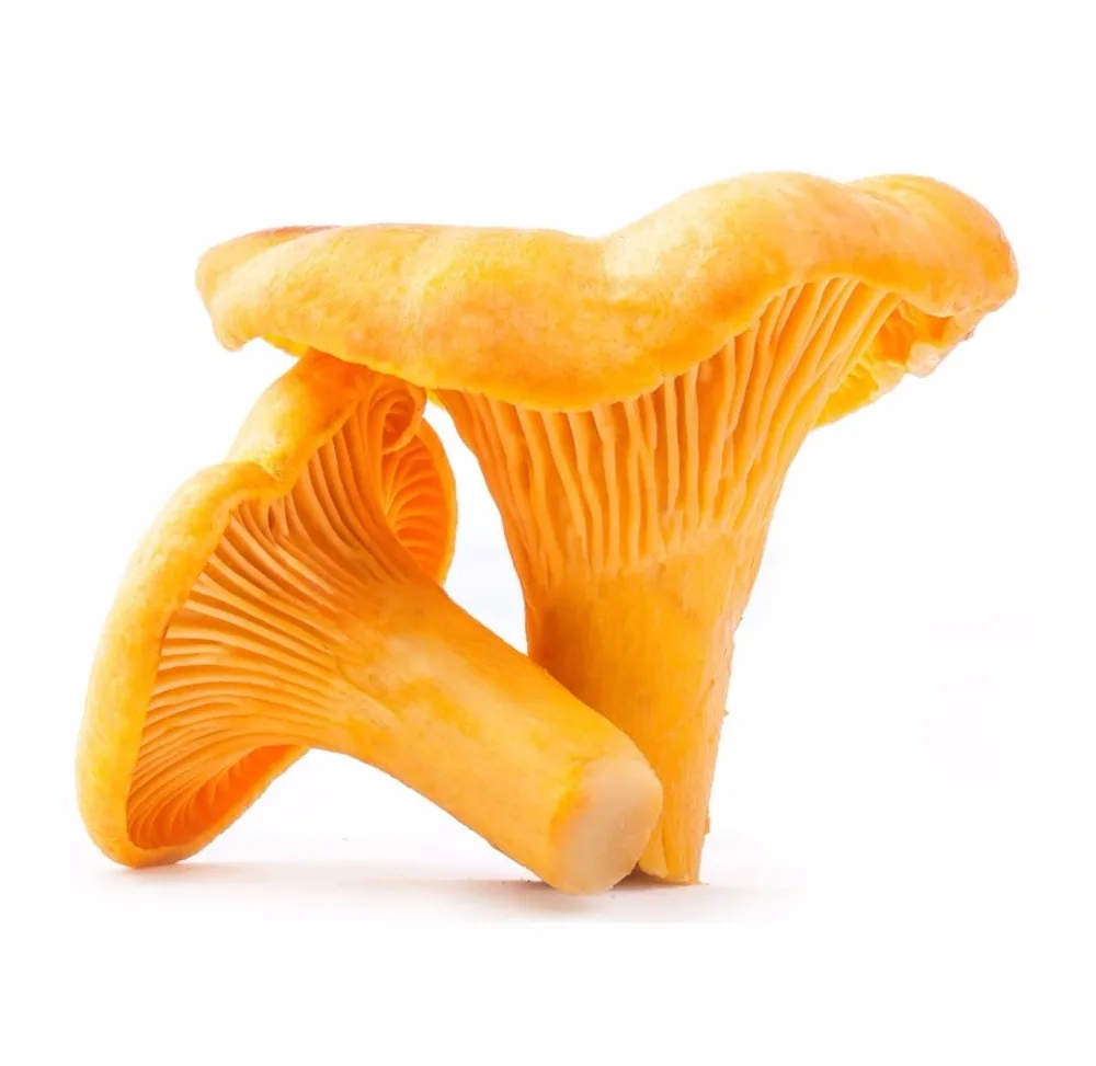 
Dried Chanterelle Mushroom, high quality wild-growing, supplements, anti-cancer, natural,edible raw material 