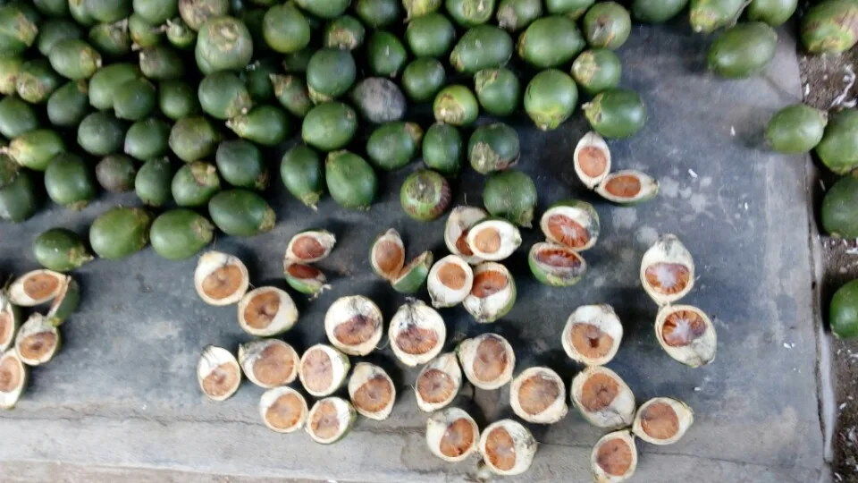 Betel nut. Орех бетель что это. Бетель производители. Орех чайный бетель. Pinang орех.