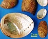 VIET NAM SEA FOOD: ABALONE SHELLS - FRESH ABALONE - HIGH QUALITy - GOOD PRICE/ Whatsapp: +84-845-639-639