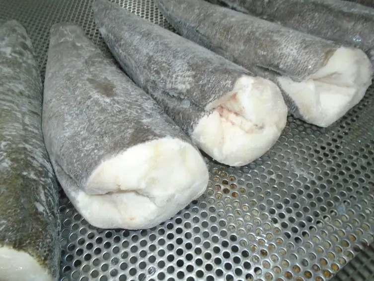 
CHILEAN SEA BASS / PATAGONIAN TOOTH FISH 