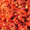 fresh crayfish