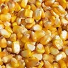 Best Quality Corn Maize Widely Used for Feeding Animals