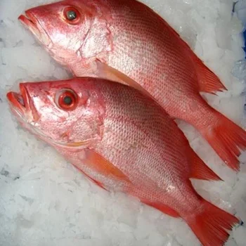 snapper fish