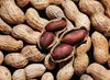 Price of Peanut Raw in Shell/Kernels/Blanched Peanuts