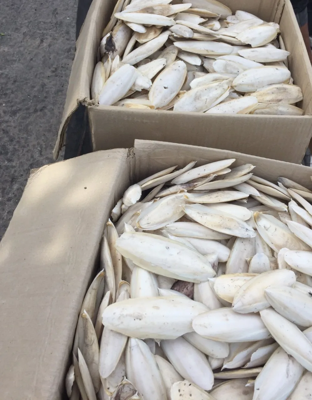 natural dried cuttlefish bone/ fresh cuttlebone