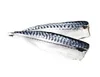 Ice Cold Frozen Salmon Fish/ Atlantic Frozen Salmon /Horse Mackerel Fish
