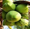 HOT ITEM///Fresh Coconut/ Coconut water - BIG HUSK SIZE 13'' UP