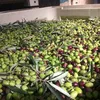 OLIVE FOR CONSUMPTION OR OIL EXTRACTION