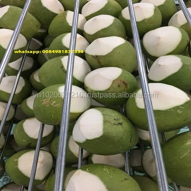 Whole Fresh Young Coconut For Export,Cheap Fresh Coconuts Buy Whole Fresh Young Coconut,Young