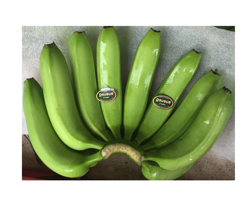 
CAVENDISH BANANA VIETNAM 