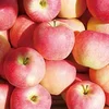 Apple price on sale apple fruit fresh fuji for export..