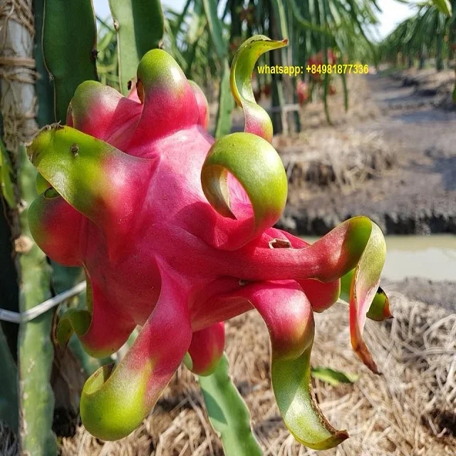 
DRAGON FRUITS FOR EXPORT/ BEST QUALITY 