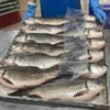 /product-detail/high-quality-fresh-frozen-whole-rohu-fish-62007022401.html