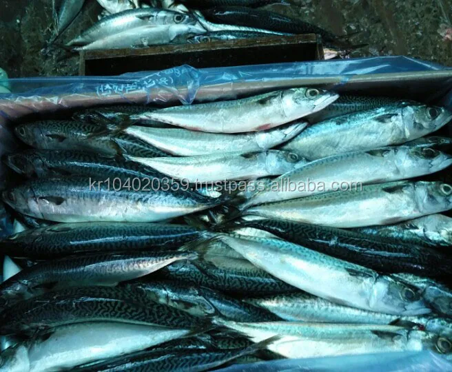 
Factory direct sales good quality scomber japonicus frozen pacific mackerel Fish 