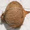 500 - 550 Gm Weight Average & Best Coconuts Available Now