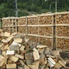 Cheap Oak fire wood/Beech/Ash/Spruce//Birch firewood exporters