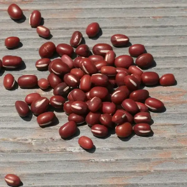 Adzuki-Beans.jpg