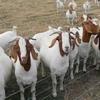 Pure Breed Live Boer Goats For Sale world wide