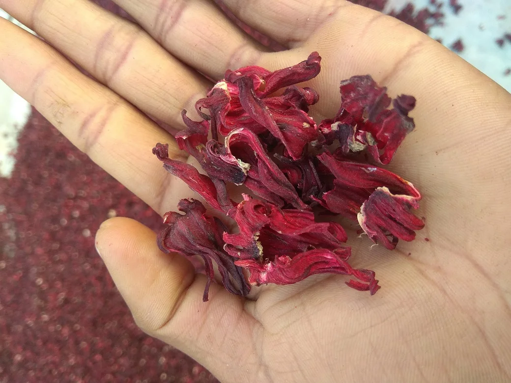 Dried Hibiscus Flowers Available... Buy Dried Hibiscus Flowers,Fresh
