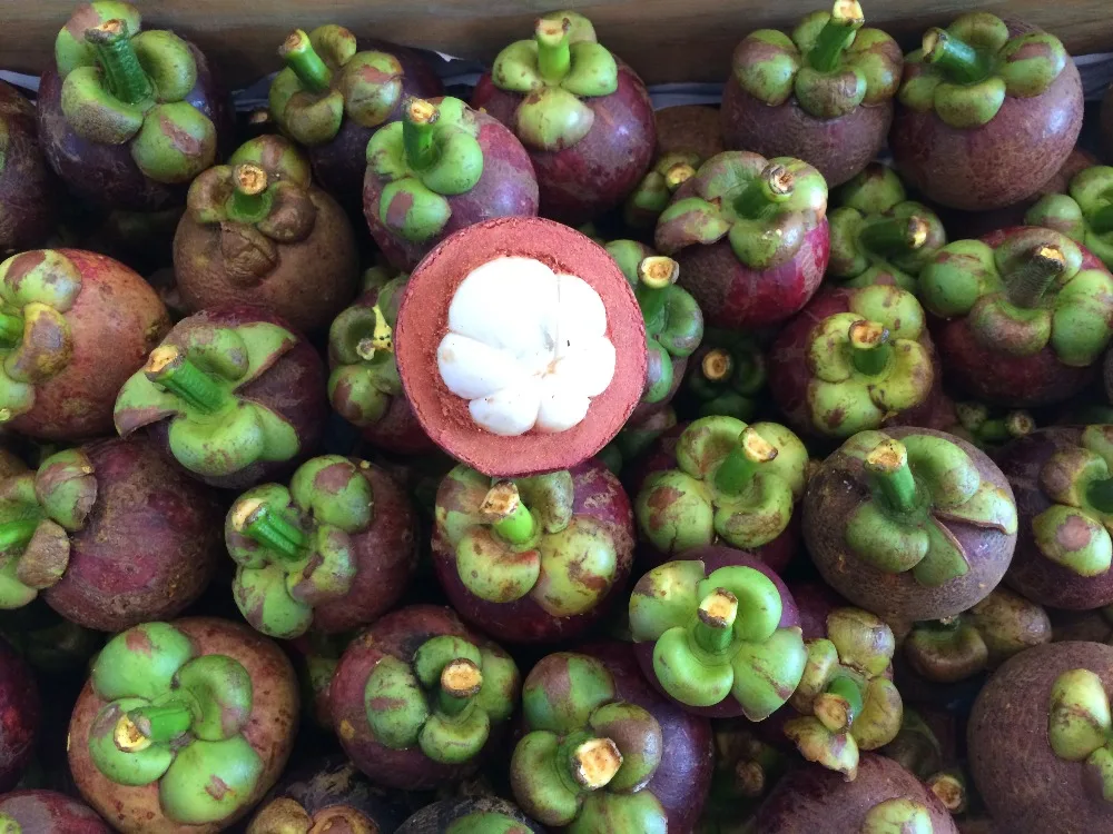 
WHOLE SALE mangosteen 