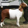 Livestock Boer Goats, Live Sheep & Live Goats, Dorpers, Kalahari Reds and Holstein Heifers for sale