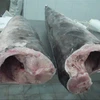 Frozen Whole Sardines Fish