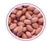 Leading Exporter for Peanut