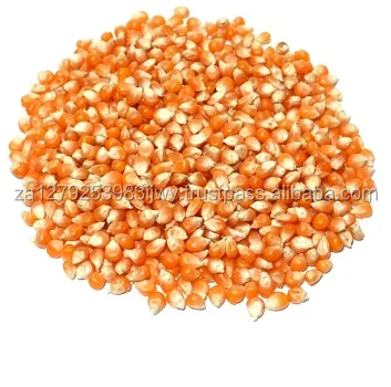 
Yellow Corn for Popcorn,Yellow Popcorn NON GMO and GMO Popcorn  (50036170590)