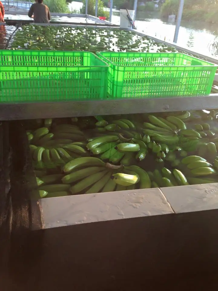 
CAVENDISH BANANA VIETNAM 