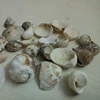 seashell decoration / seashell vase decorations