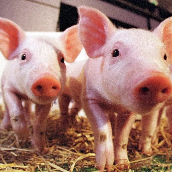 Live Duroc Pig For Sale Cheap View Frozen Whole Pigs Doroc Pig