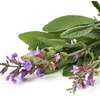 Clary Sage Oil Suppliers For Hair Care In India