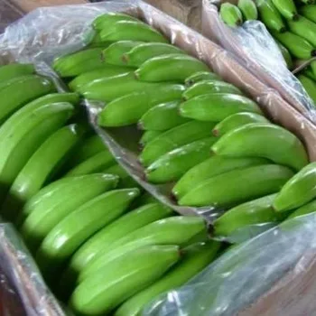
Fresh Green Cavendish Banana Best Quality. 
