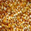 Yellow Corn/Maize for Animal Feed / YELLOW CORN FOR POULTRY FEED