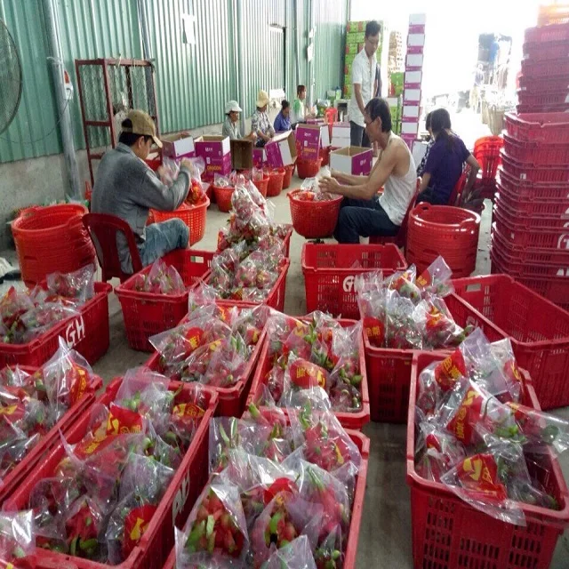 
DRAGON FRUITS FOR EXPORT/ BEST QUALITY 