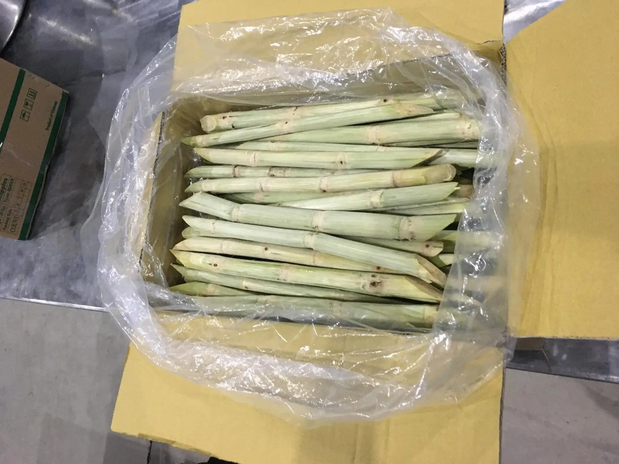 Grade A Fresh Sugar Cane Best For Importers/whatsapp +84 845 639 639