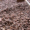 African type cocoa beans for sale. Sun dried quality