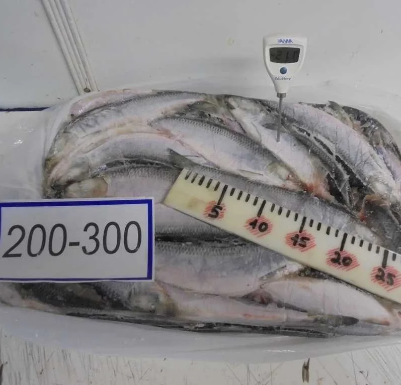 
FROZEN HERRING W/R FISH 