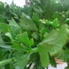Fresh Green Celery Now Available on 30% Discount Sale for Exportation