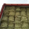 Rhodes Grass