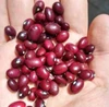 high quality light speckled kidney beans different types of pulses