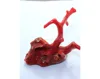 High Quality Natural Italian Red Coral Rough Branch Specimen