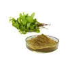 Melissa Officinalis Lemon Balm Extract Powder For Digestive Problems